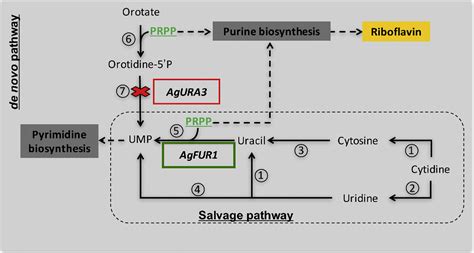 Figure 1 From Physiological Characterization Of A Pyrimidine Auxotroph