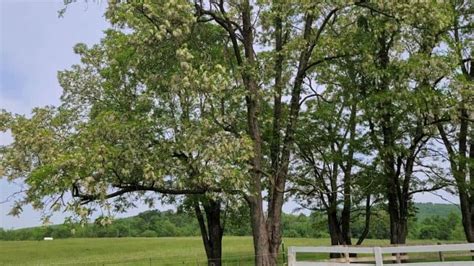 Complete Guide To Black Locust Tree What You Need To Know Growit