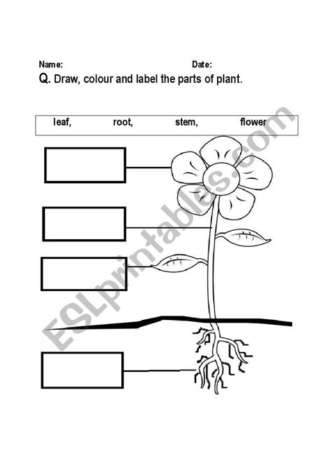 Label The Parts Of A Plant Worksheet