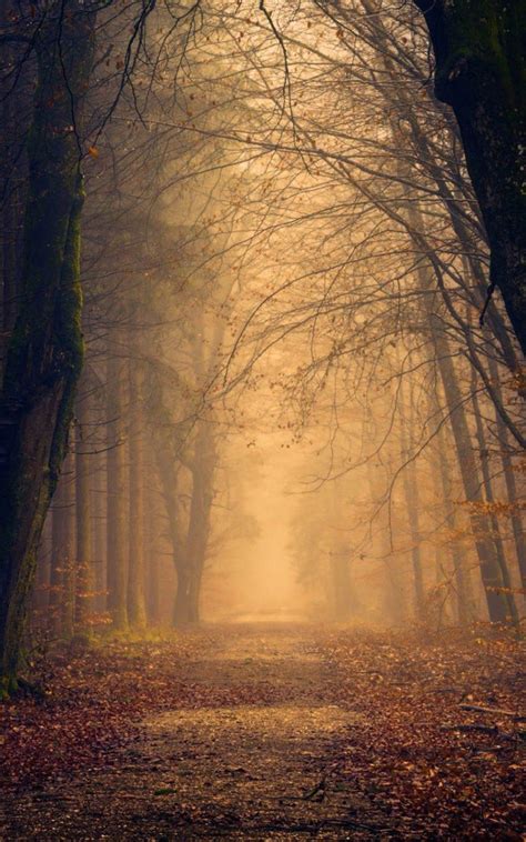 Foggy Autumn Wallpapers - Wallpaper Cave