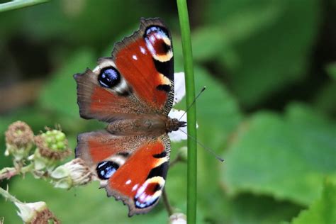 Photo Paon Du Jour Aglais Io Observationsbe