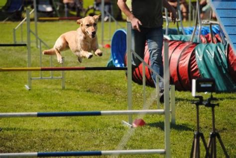 8 DIY Dog Agility Course Equipment Plans (With Pictures) | Hepper