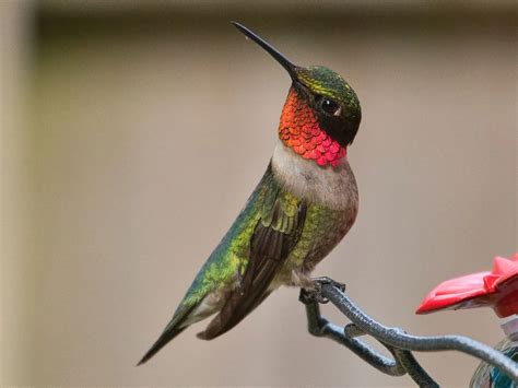 Female Ruby Throated Hummingbird