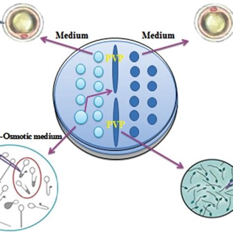 Study Design Hypo Osmotic Swelling Test Host And Density Gradient