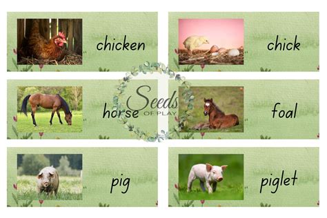 Farm Animals - Australian Teachers Marketplace