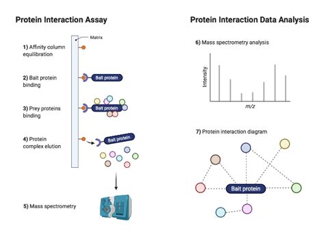 Protein Interaction Workflow Biorender Science Templates