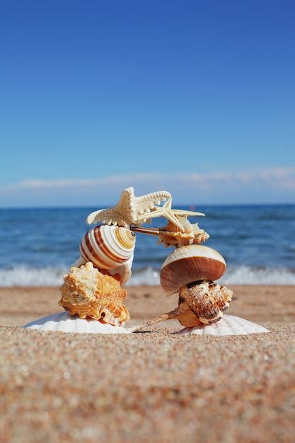 Premium Photo Sea Shells And Stars On The Shore