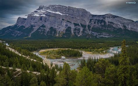 Drzewa Rzeka Kanada Alberta Bow River Wierki Park Narodowy Banff