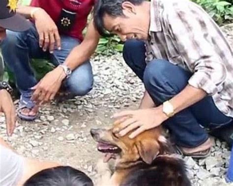 「粗心」男子將愛犬遺忘路邊，小狗原地苦守七個月，終與主人重逢 每日頭條