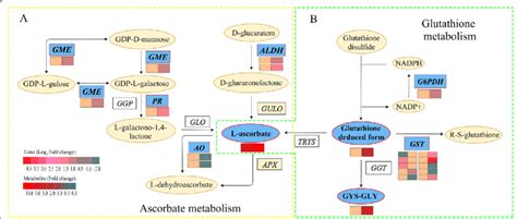 The Degs And Dems Involved In Ascorbate And Glutathione Metabolism In