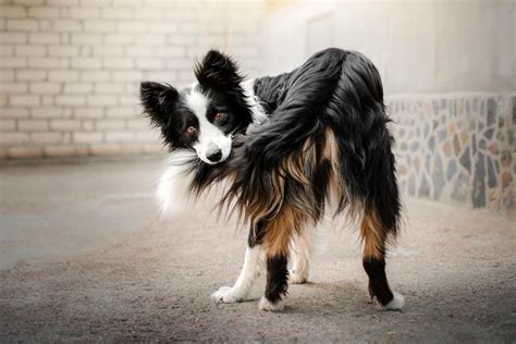 The Secrets Behind Why Dogs Wag Their Tails: A Tail-Wagging Guide - Hunter Games Magazine