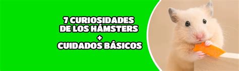 7 curiosidades de los hámsters Cuidados básicos TusMascotas cl