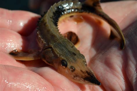 Giant Lake Sturgeon