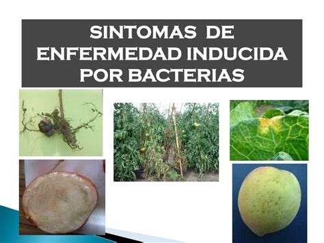 Ppt SintomatologÍa Y Diagnostico De Enfermedades De Plantas