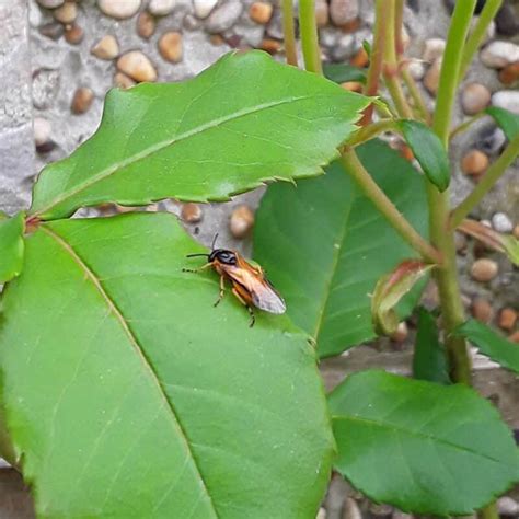 Bugs Eating Rose Leaves Best Treatment And Prevent Measures