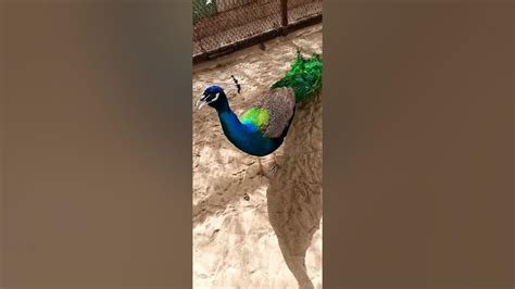 Peacocks Lovers मोर प्रेमी ♥️ Im Dil Se Dil Tak 💓 Youtube