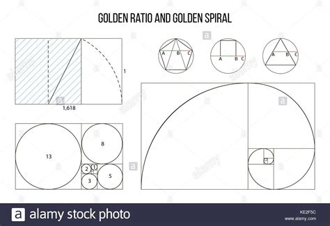 Proporci N Urea Plantilla Vector Proporciones La Divina Proporci N