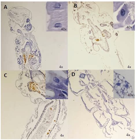 Histological Sections Of Larvae Belonging To Control Group P L A Download Scientific