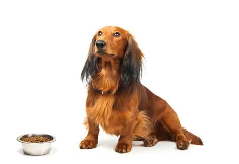 12 Best Dog Foods For Dachshunds 2023 Premium And Budget K9 Web