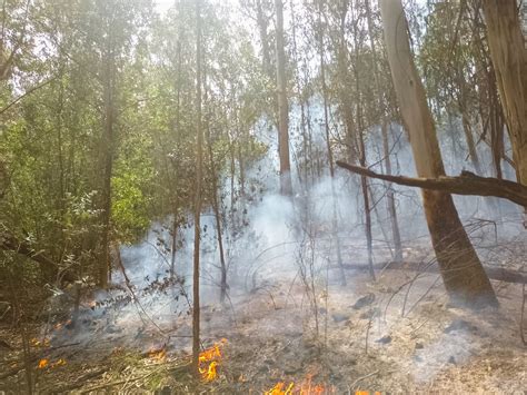 Bomberos combaten un incendio forestal en el límite entre Mar del Plata