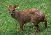 pudu animal pictures archive animal photo album animals