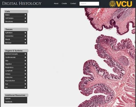 Virginia - Website Digital Histology | AnatomyTOOL