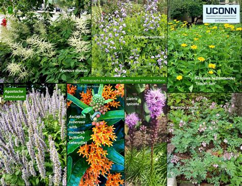 Connecticut Native Plant And Sustainable Landscaping Guide Ecological