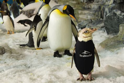 Wetsuit Wearing SeaWorld Penguin Finally Grows Her Own Coat Arts