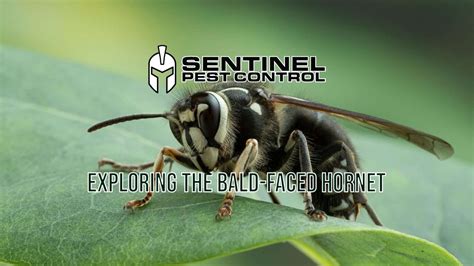 Exploring The Bald Faced Hornet Sentinel Pest Control Commercial Pest Removal