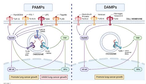 Figure From Understanding The Role Of Toll Like Receptors In Lung