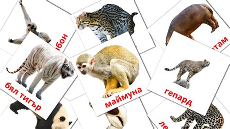 21 Free Jungle animals Flashcards in english (PDF files)