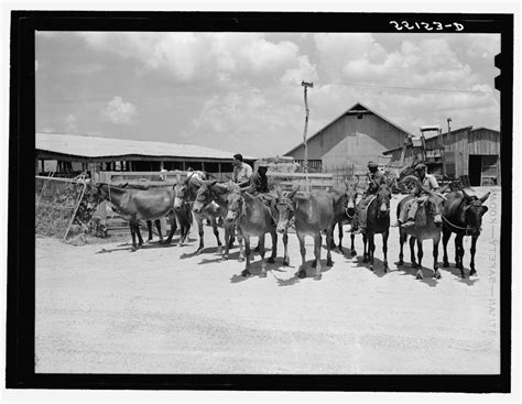 Mule Farming | Mississippi Encyclopedia