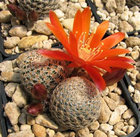 Rebutia Heliosa V Solisoides Rh