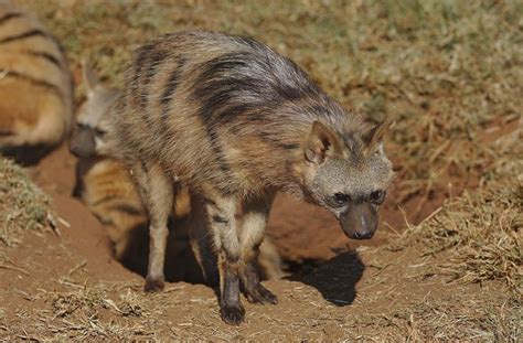 Aardwolf | The Animal Facts | Appearance, Diet, Habitat, Behavior, Range