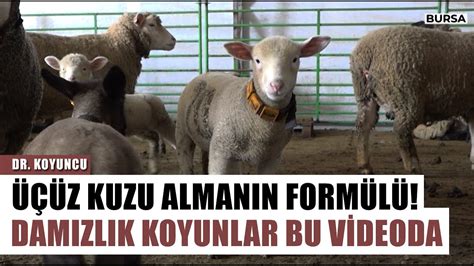 Üçüz Kuzu Almanın Formülü Damızlık İşletmesi Kurmak İsteyenlere