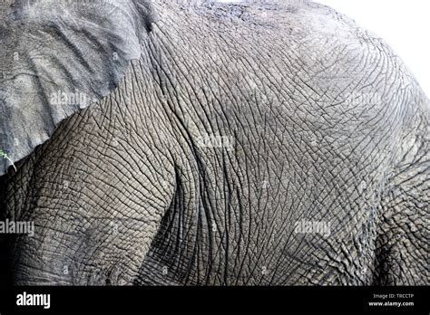 Wildlife and animals on a safari in Tanzania, Africa Stock Photo - Alamy