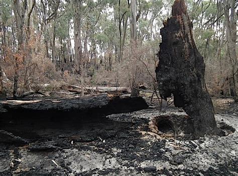 SOSF media release: Save Our Strathbogie Forest challenges legality of ...