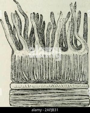 Human Small Intestine Duodenum Showing From Left To Right Muscular