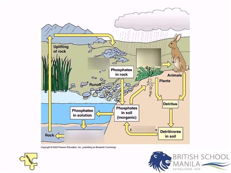 Phosphorus Cycle Diagram Quizlet