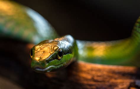 Fondos de pantalla Animales naturaleza fotografía rama serpiente