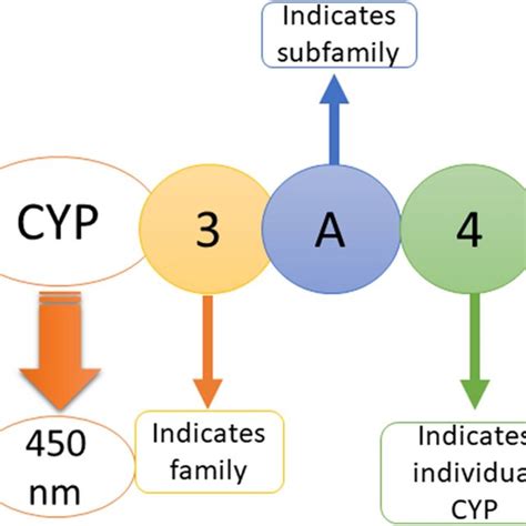 Regulation Of CYP Enzyme Transcription By Inflammatory Processes In The