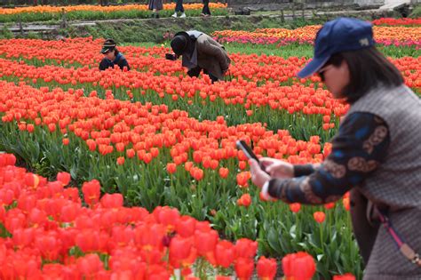 満開のチューリップ畑が収入源に 浙江省浦江県 写真6枚 国際ニュースAFPBB News