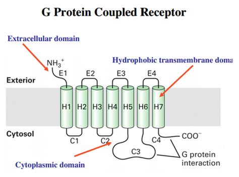 G Coupled Protein Receptors L10 Flashcards Quizlet