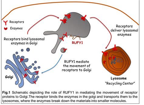 Rufy1 A Sorting Station Of Endolysosomal System Biopatrika