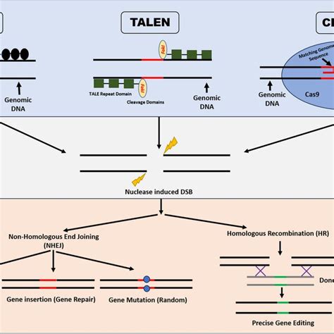 The Schematic Representation Of The Mechanisms Of Site Directed