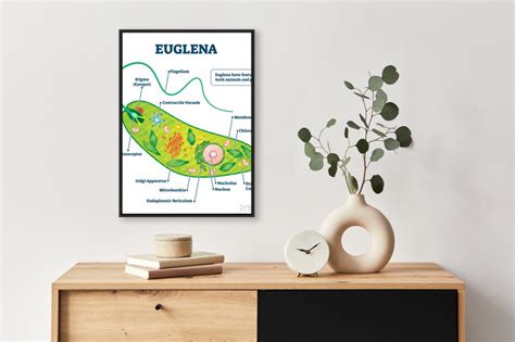 Plakat Euglena Vector Illustration Labeled Microorganism Structure Na