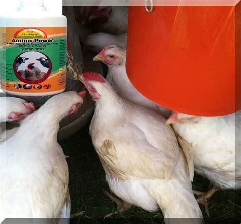 Vitamins And Minerals For Poultry Growel Agrovet Private Limited