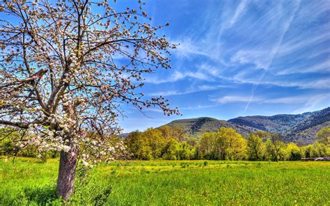 Apple Tree Wallpapers Wallpaper Cave