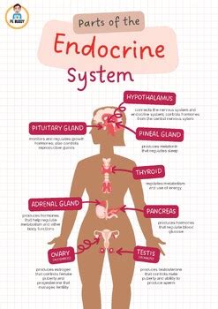 Endocrine System Poster By Pe Buddy Tpt