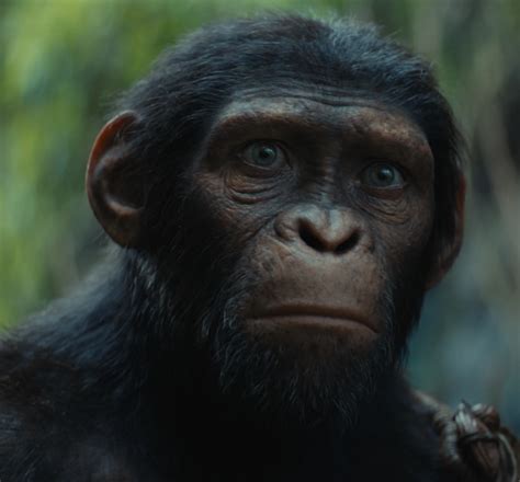 Noa Planet Of The Apes Wiki Fandom